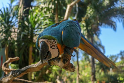 Beautiful colorful Ara Ararauna sitting on dry branch at Bali bird park zoo. Blue-and-yellow macaw or Blue-and-gold macaw with green flower in its beak. One of the most famous parrots of the world.