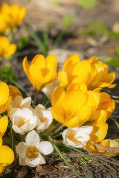 Fresh flowers of yellow crocus in spring in the garden.