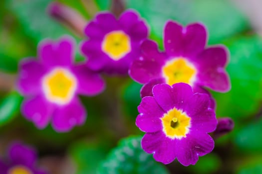 Perennial violet primrose or primula in the spring garden.