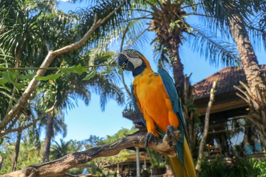 Beautiful colourful Ara Ararauna over tropical background. Blue-and-yellow macaw at Bali bird park ZOO. Blue-and-gold macaw, bird of Psittacidae family. One of the most famous parrots of the world.
