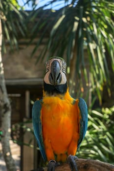 Close up portrait of blue and yellow macaw at Bali Bird Park ZOO. Blue-yellow macaw parrot portrait. Macro portrait of a beautiful Ara Ararauna. Exotic travel concept background Blue-and-Gold Macaw.