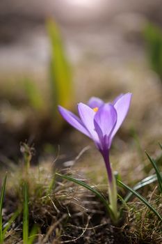 Fresh flowers of purple crocus in spring in the garden.