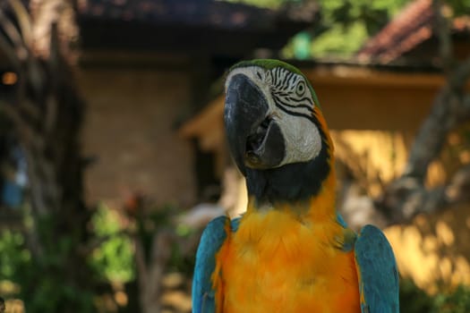 Close up portrait of blue and yellow macaw at Bali Bird Park ZOO. Blue-yellow macaw parrot portrait. Macro portrait of a beautiful Ara Ararauna. Exotic travel concept background Blue-and-Gold Macaw.