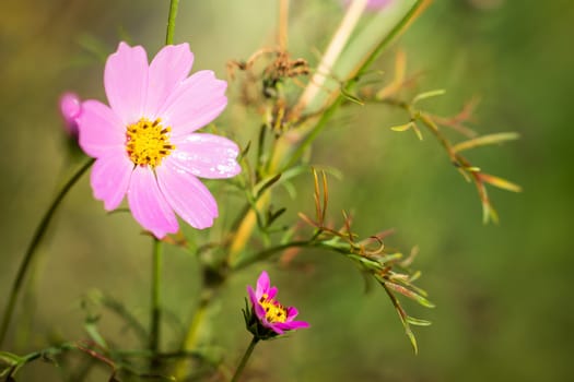 Cosmos flower Cosmos Bipinnatus with blurred background.
