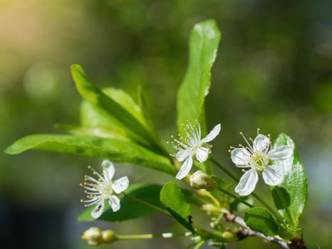 Branch of a tree with white flowers close-up in spring on a sunny day.