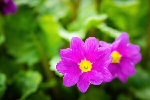 Perennial violet primrose or primula in the spring garden.