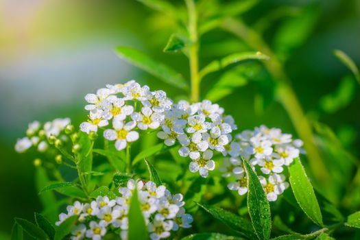 Blooming spirea on a spring day close-up outdoors.