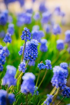 Beautiful spring flower muscari close-up in garden.