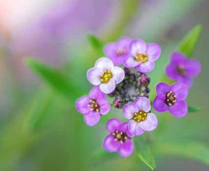 Carpet of small fragrant flowers violet alyssum