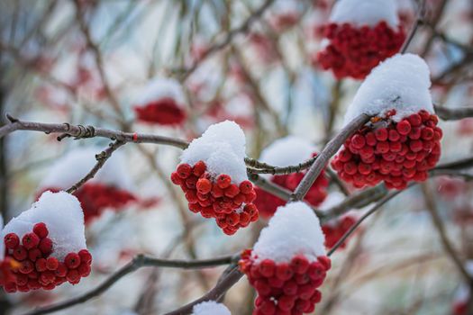 Snow-covered branches of red mountain ash on a cold winter day.