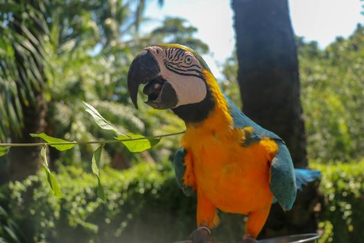Beautiful colorful Ara Ararauna sitting on dry branch at Bali bird park zoo. Blue-and-yellow macaw or Blue-and-gold macaw with green flower in its beak. One of the most famous parrots of the world.