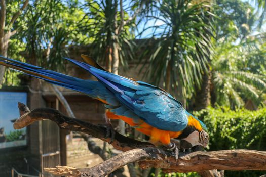 Close up portrait of blue and yellow macaw at Bali Bird Park ZOO. Blue-yellow macaw parrot portrait. Macro portrait of a beautiful Ara Ararauna. Exotic travel concept background Blue-and-Gold Macaw.
