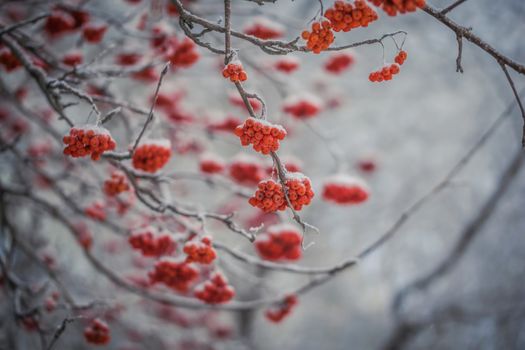 Snow-covered branches of red mountain ash on a cold winter day.