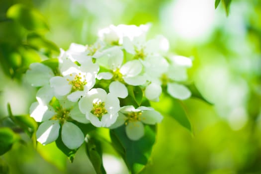 Branch of a blossoming apple tree in white flowers against the sky