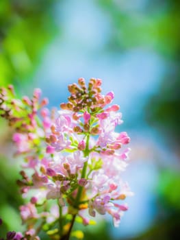 Branch of blossoming lilac on a sunny day close up on a blurred background.
