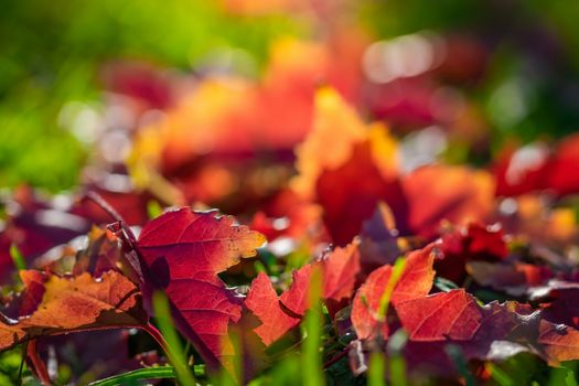 Maple leaves in various autumnal colors; Fall foliage
