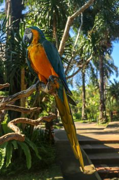 Close up portrait of blue and yellow macaw at Bali Bird Park ZOO. Blue-yellow macaw parrot portrait. Macro portrait of a beautiful Ara Ararauna. Exotic travel concept background Blue-and-Gold Macaw.