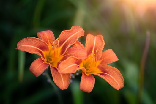 Beautiful flower of orange lily in the garden on a summer day.