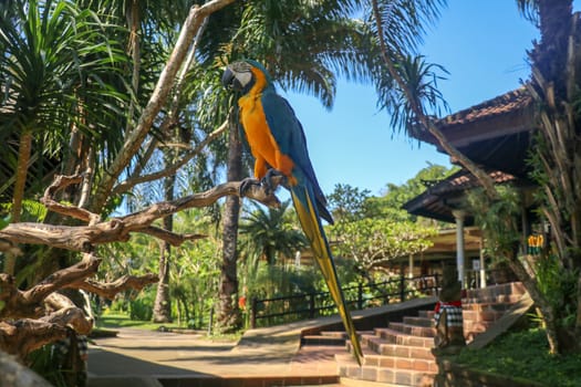 Close up portrait of blue and yellow macaw at Bali Bird Park ZOO. Blue-yellow macaw parrot portrait. Macro portrait of a beautiful Ara Ararauna. Exotic travel concept background Blue-and-Gold Macaw.