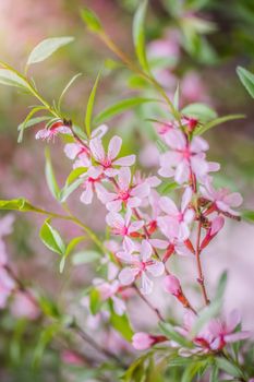 Flowering pink almond close up