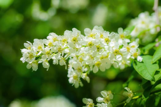 Branch of flowering bird cherry in white flowers on a spring sunny day.