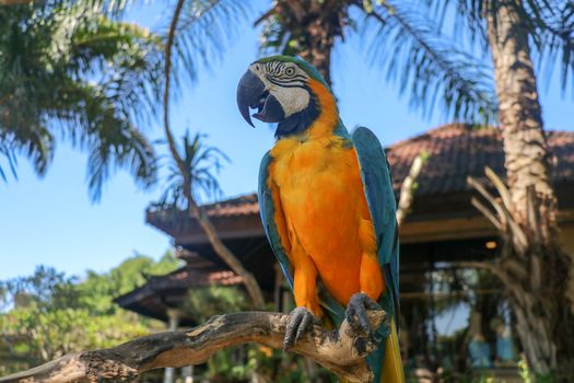 Beautiful colourful Ara Ararauna over tropical background. Blue-and-yellow macaw at Bali bird park ZOO. Blue-and-gold macaw, bird of Psittacidae family. One of the most famous parrots of the world.