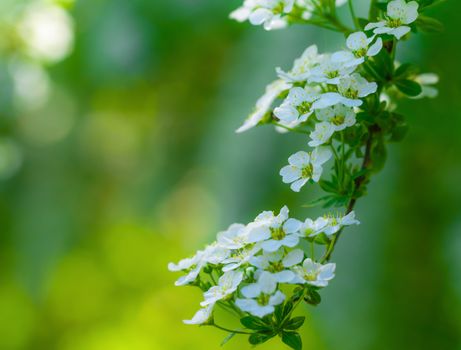 Blooming spirea on a spring day close-up outdoors.