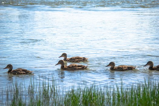 Wild ducks on a summer sunny day in the river.