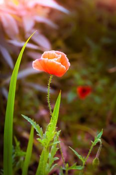 Red poppy flower against the rays of the setting sun on a summer day.
