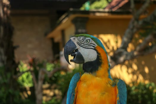 Close up portrait of blue and yellow macaw at Bali Bird Park ZOO. Blue-yellow macaw parrot portrait. Macro portrait of a beautiful Ara Ararauna. Exotic travel concept background Blue-and-Gold Macaw.