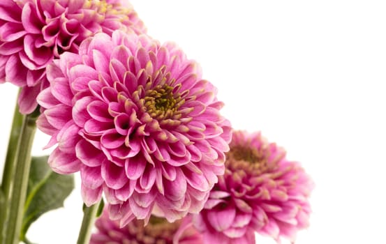 Fresh pink flower isolated on a white background