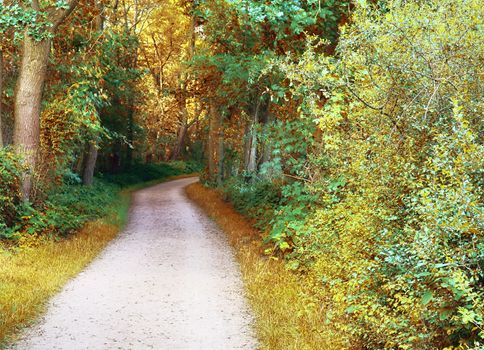 Beautiful panorama view on a golden autumn landscape in the middle of october