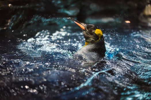 King penguin enjoy to swimming with splash