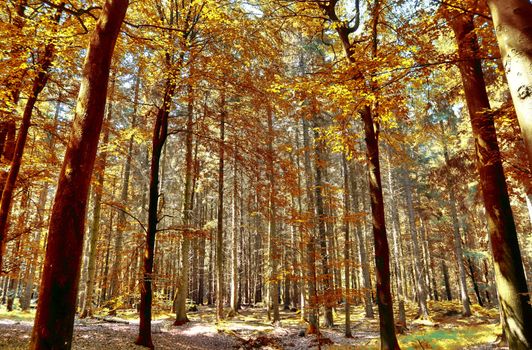 Beautiful panorama view on a golden autumn landscape in the middle of october