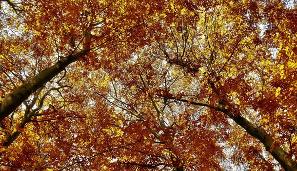 Beautiful panorama view on a golden autumn landscape in the middle of october