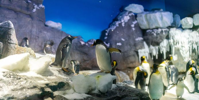 Folk of Gentoo penguins and King penguins at Osaka Aquarium Kaiyukan, Japan