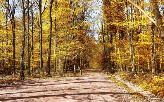 Beautiful panorama view on a golden autumn landscape in the middle of october