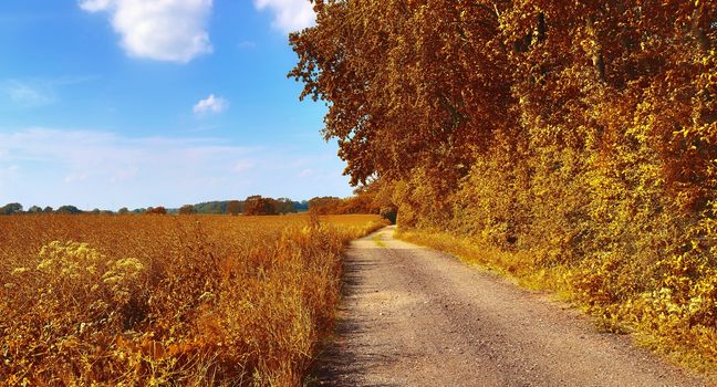 Beautiful panorama view on a golden autumn landscape in the middle of october