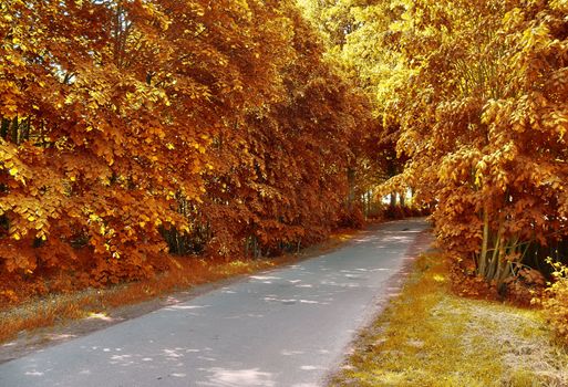 Beautiful panorama view on a golden autumn landscape in the middle of october