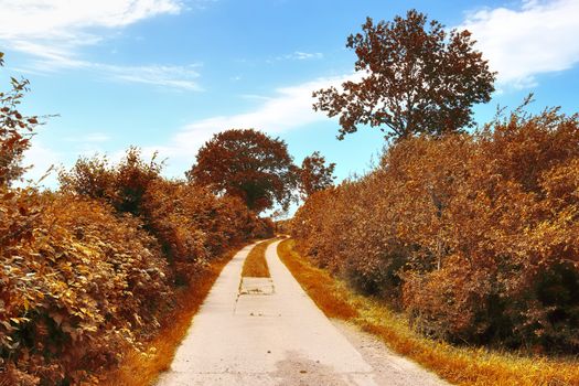 Beautiful panorama view on a golden autumn landscape in the middle of october