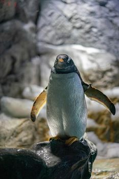 Gentoo penguin standing on black stone