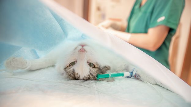 cat on surgical table during castration in veterinary clinic