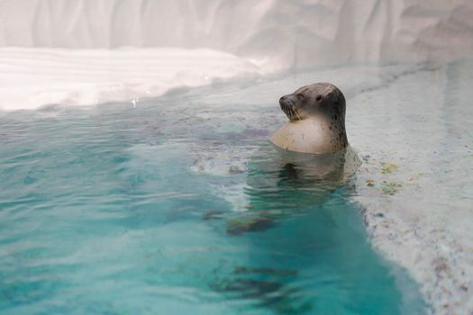 Adorable Largha seal bathing in clear water