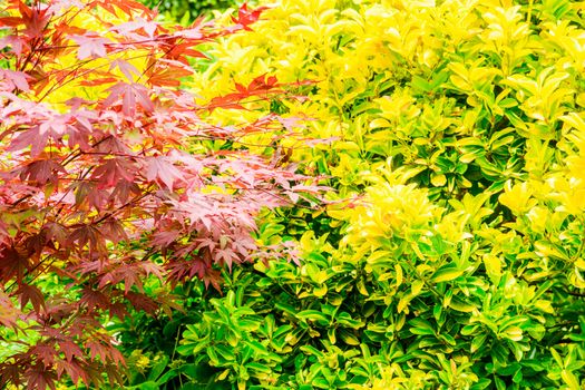 golden Privet as a Eyecatcher in front garden UK