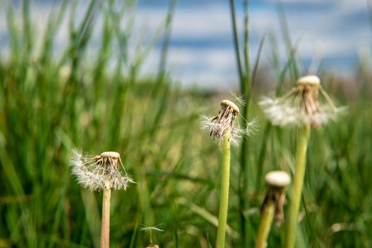 blown dandelions on a green meadow in the grass.