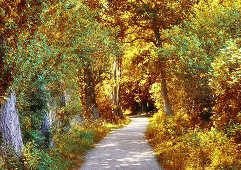 Beautiful panorama view on a golden autumn landscape in the middle of october