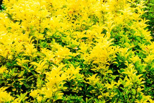 golden Privet as a Eyecatcher in front garden UK