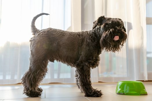 the dog licks his snout next to the bowl with food, a little black schnauzer.