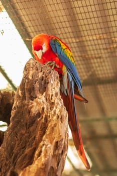 Parrot in the zoo