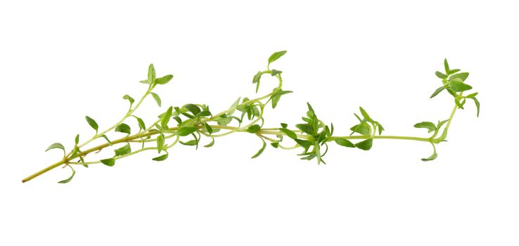 Thyme fresh herb isolated on white background.